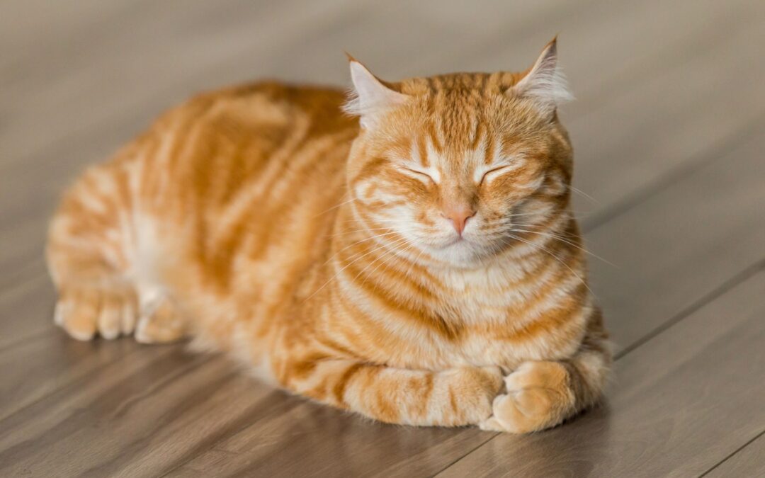 An orange cat is lying on the floor