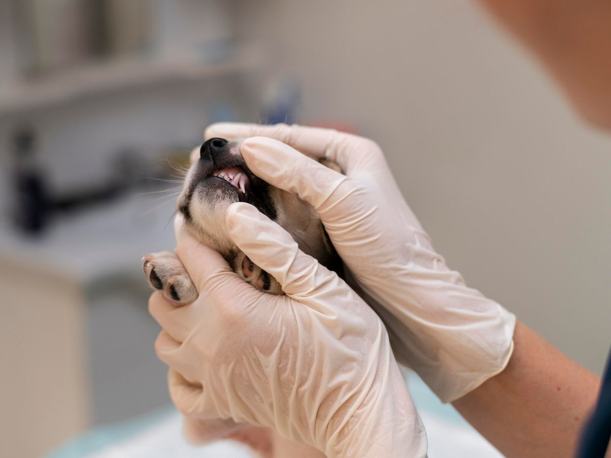 vet examining teeth of the dog