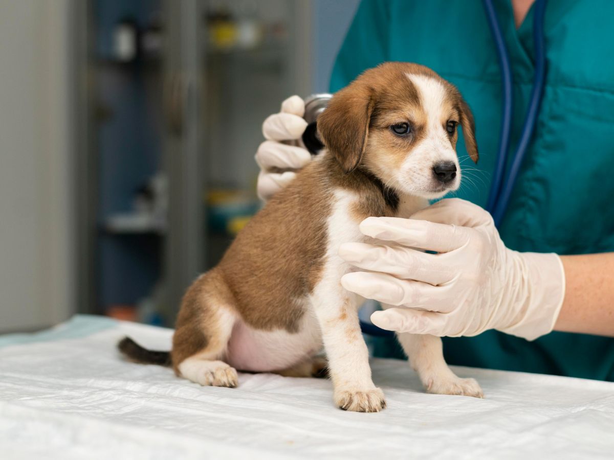 veterinarian taking care of dog