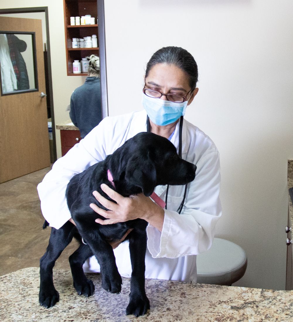 doctor taking care of black dog