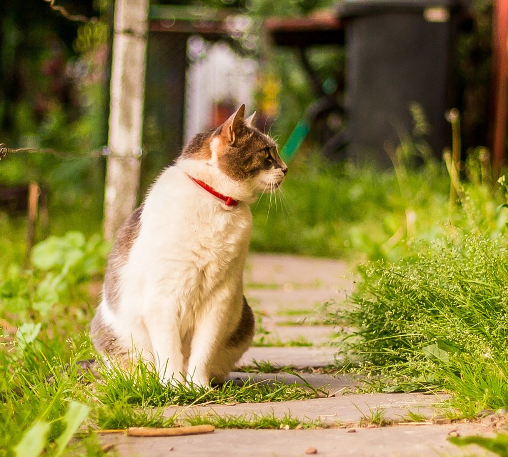 amazing shot of a lovely cat sitting in the garden near the wooden door