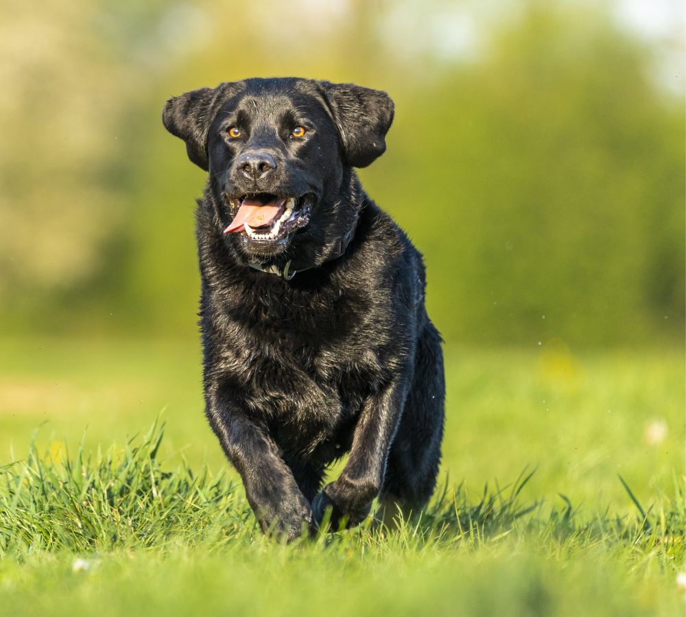 a black labrador playing in the grass surrounded by greenery
