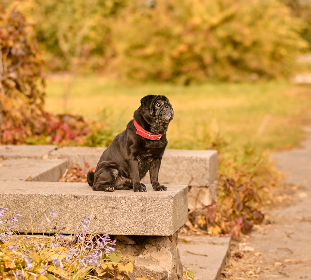 dog sitting on a stone