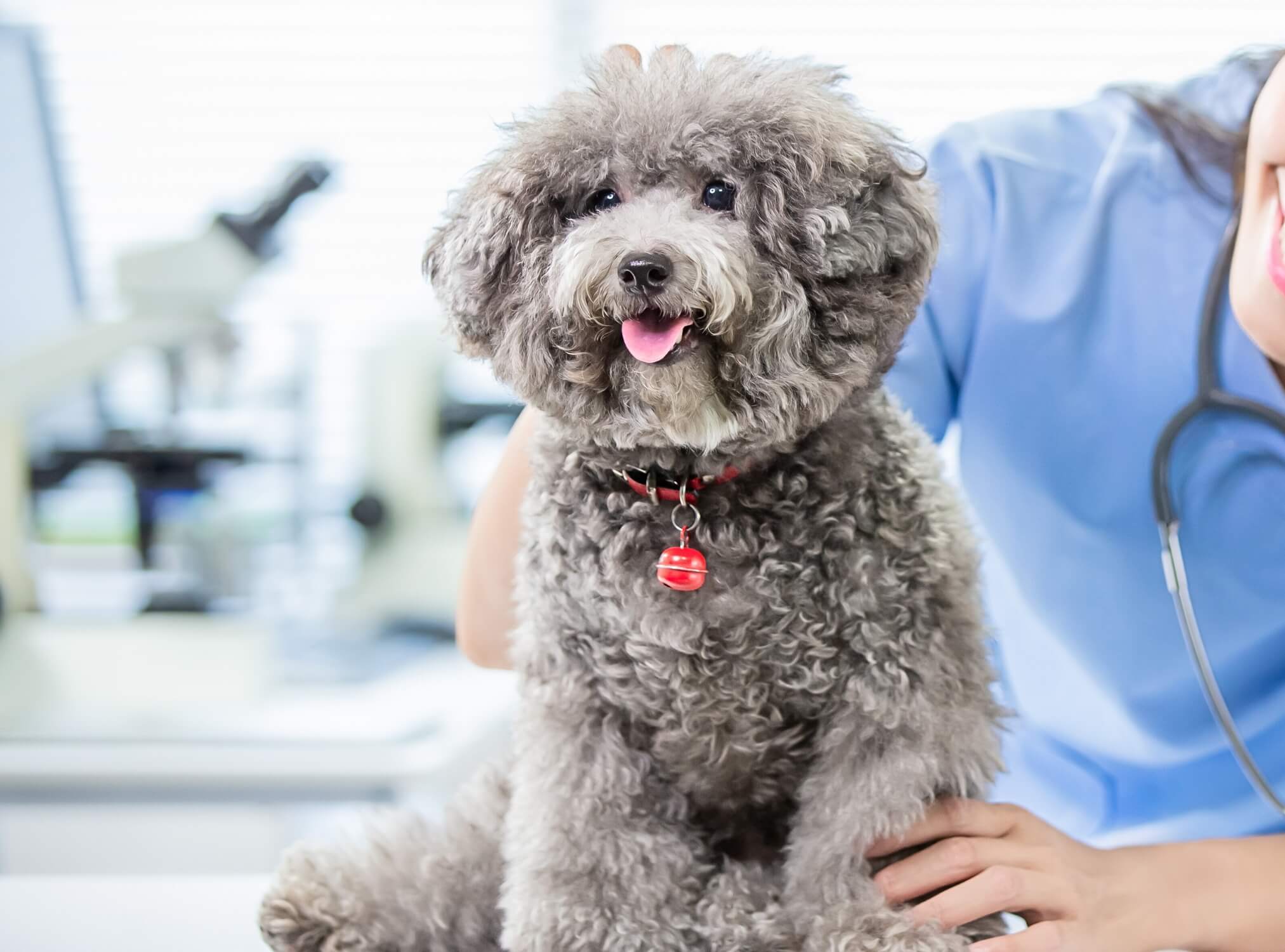 A woman in a blue shirt holds a dog