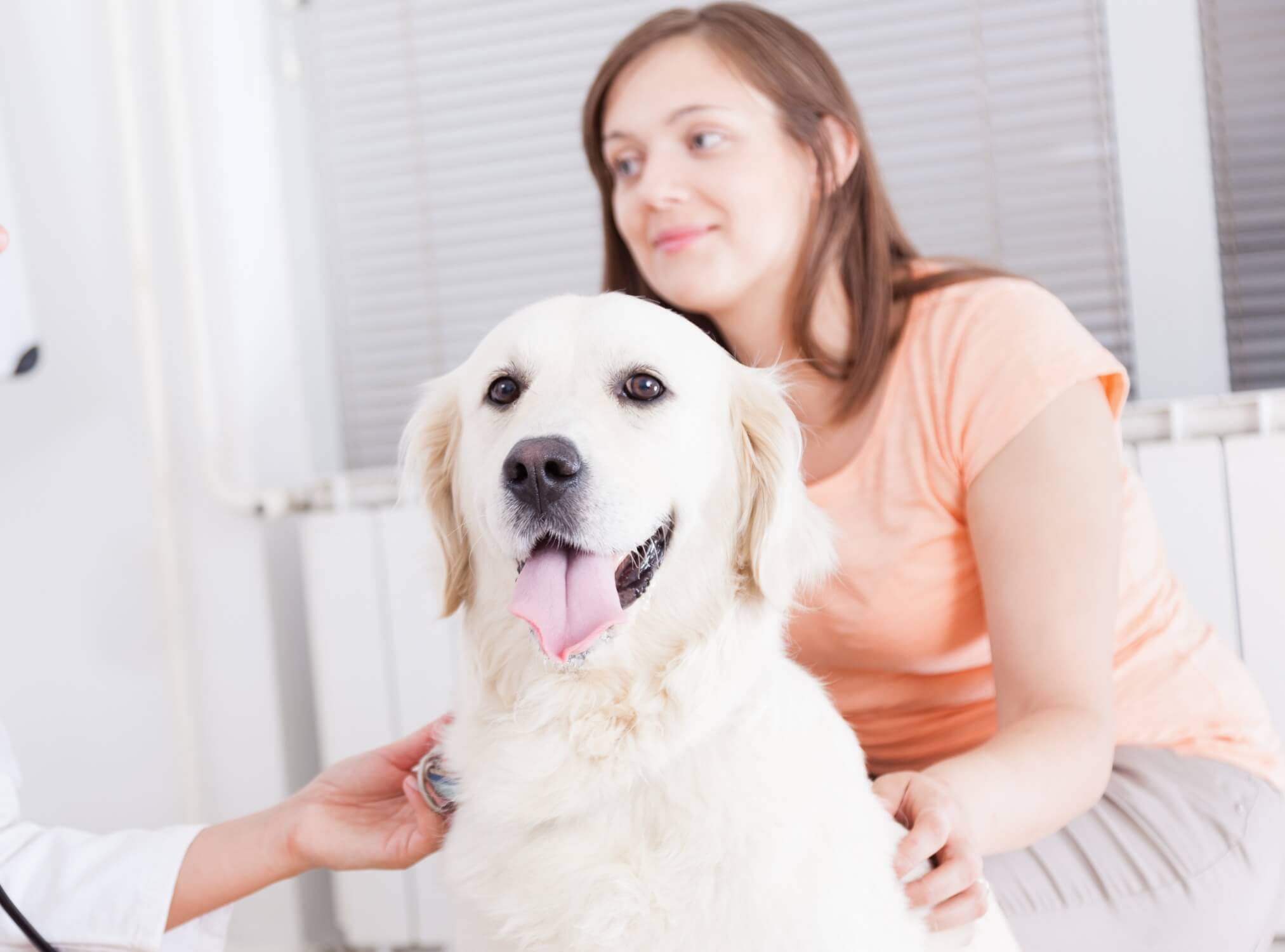 A woman uses a stethoscope to examine a dog