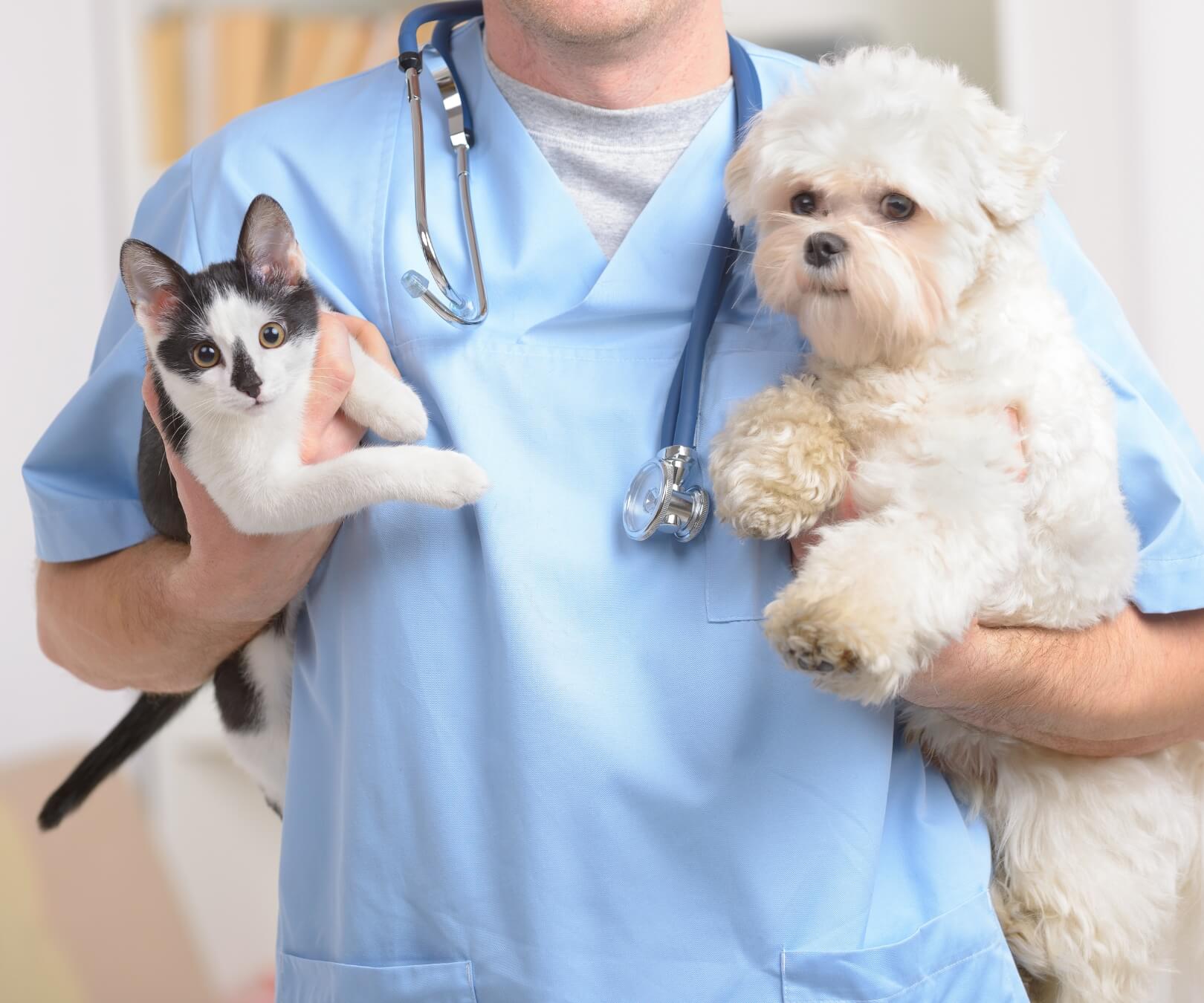 Man cradling cat in one arm, holding dog