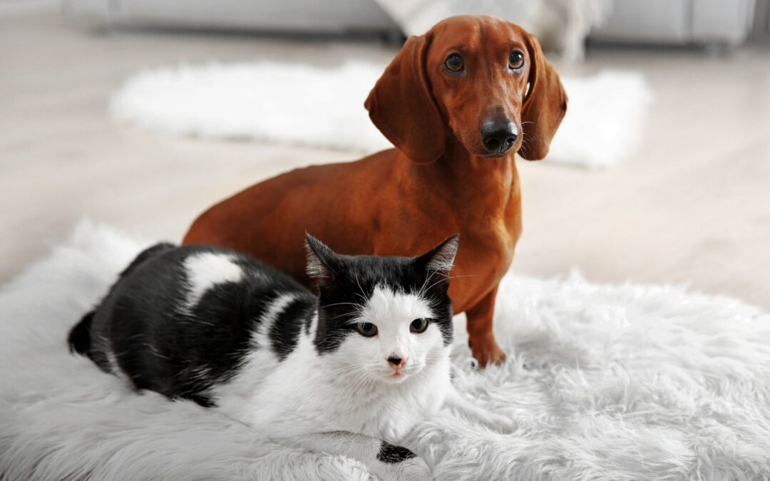 A cat and a dog on the rug