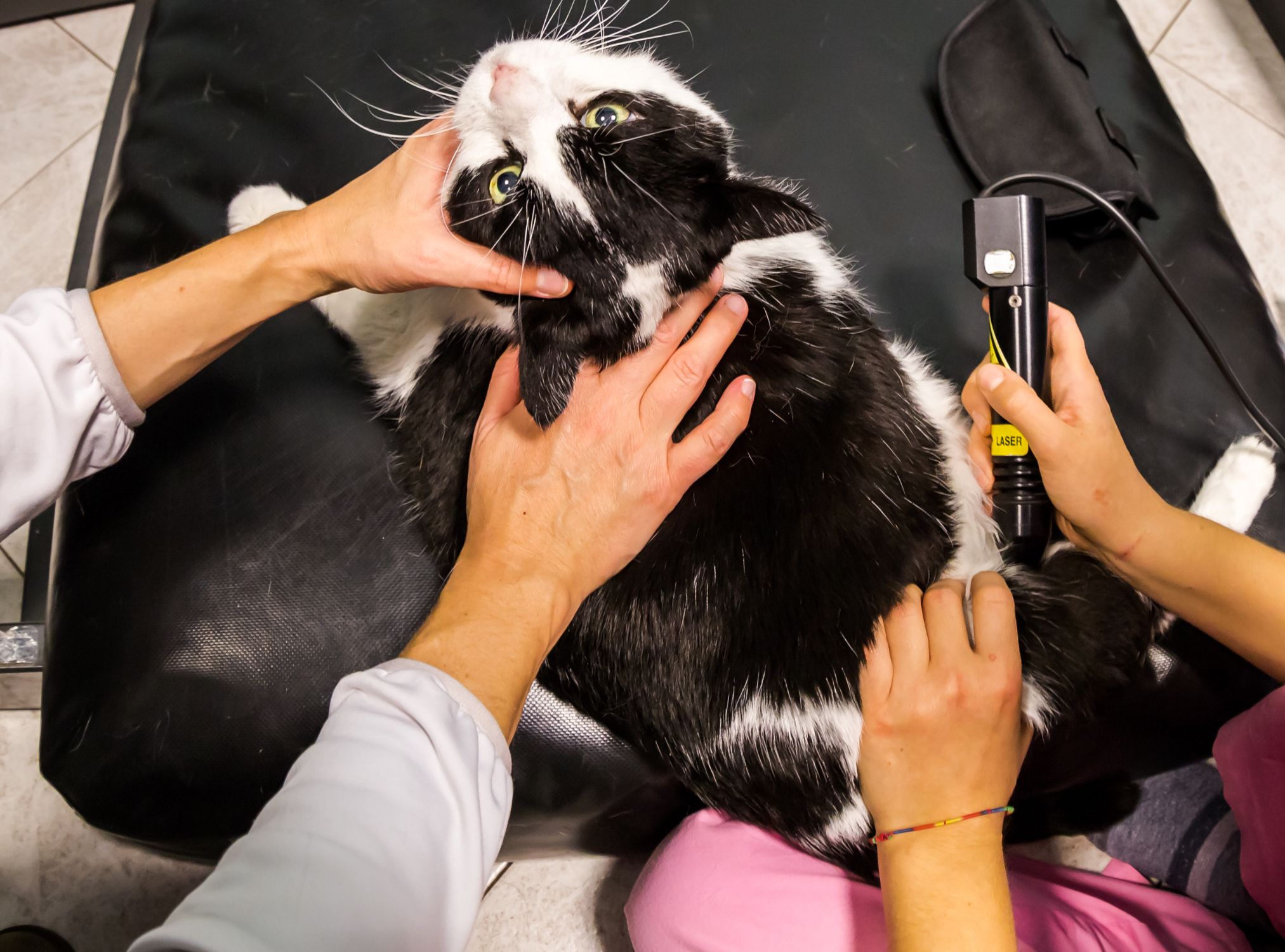 A cat is having laser therapy at vet clinic