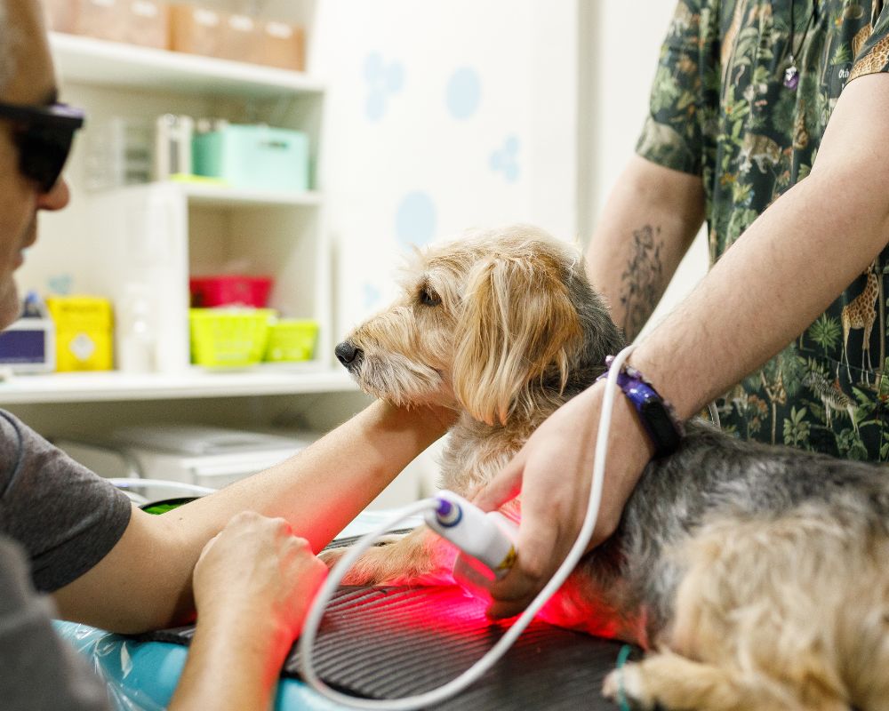 A dog is having laser therapy