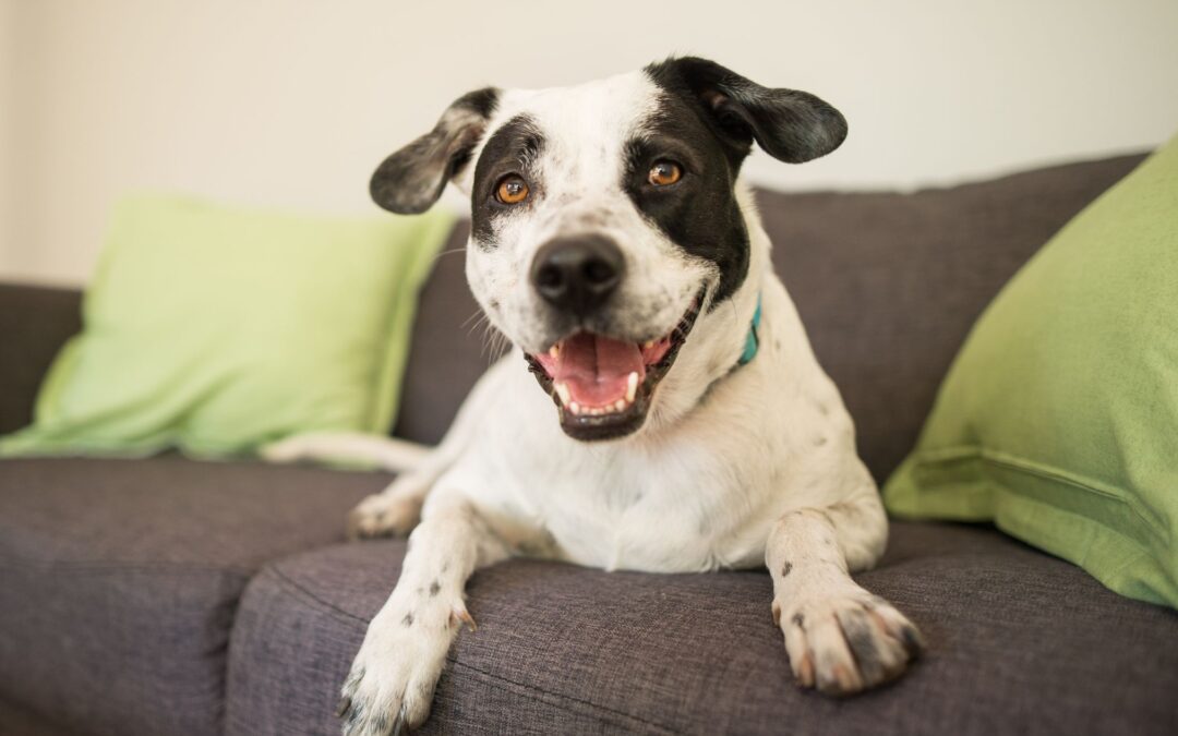 A dog is lying on sofa