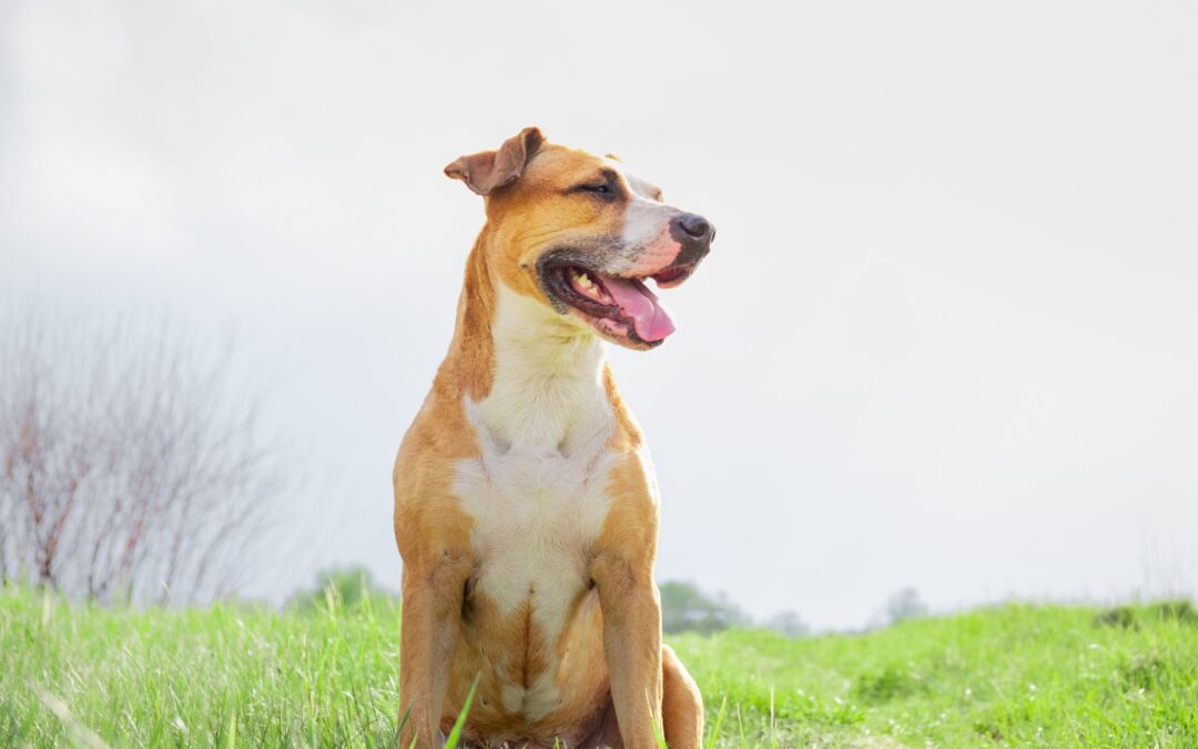 A dog is sitting on the grass