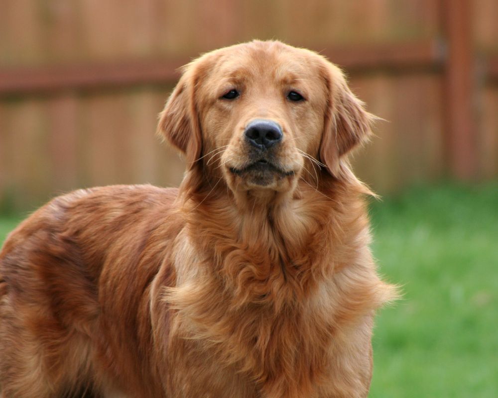 A dog is standing on the grass