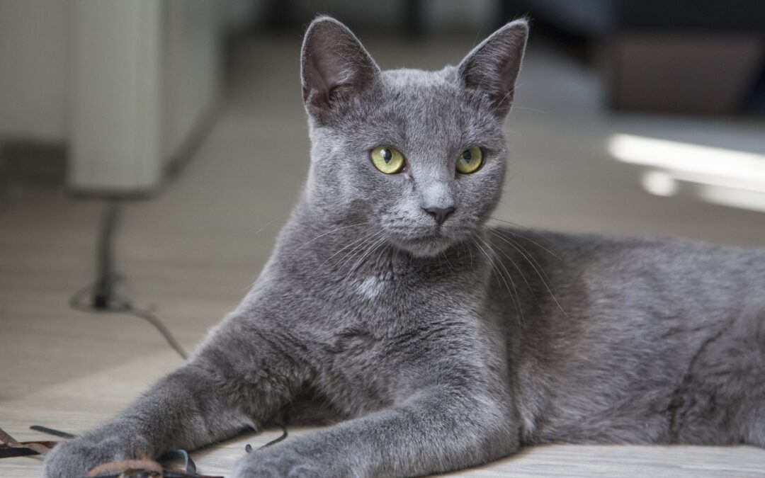 A gray cat is lying on the floor