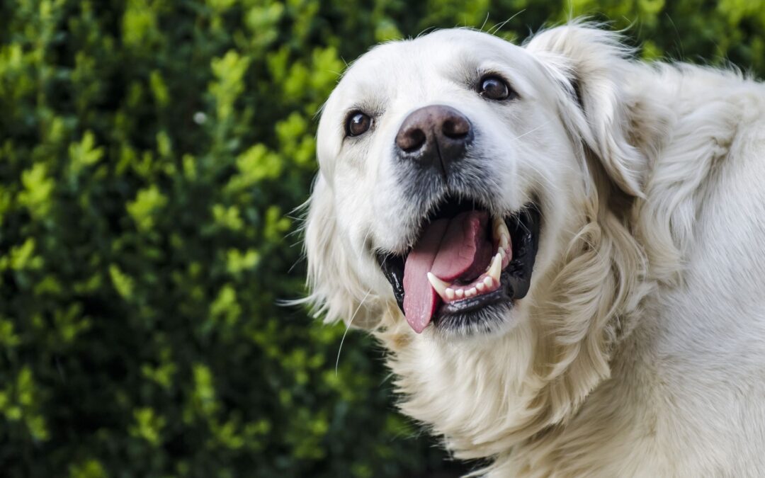 A happy dog at park