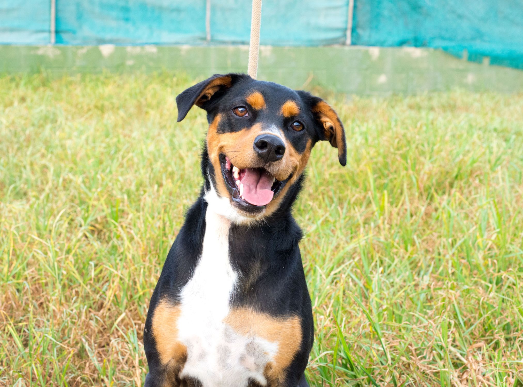 A happy dog is sitting on the grass