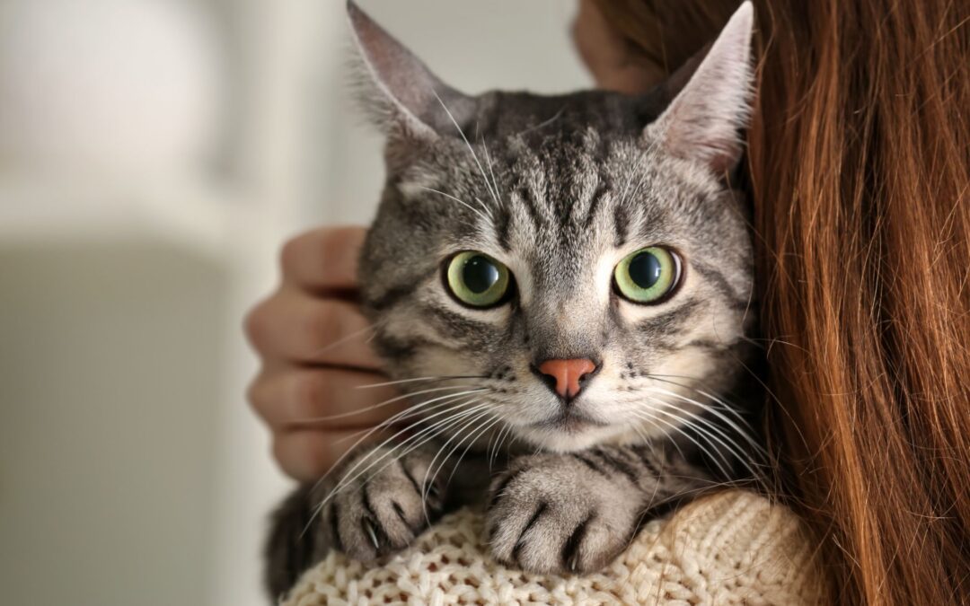 A person is holding a cat