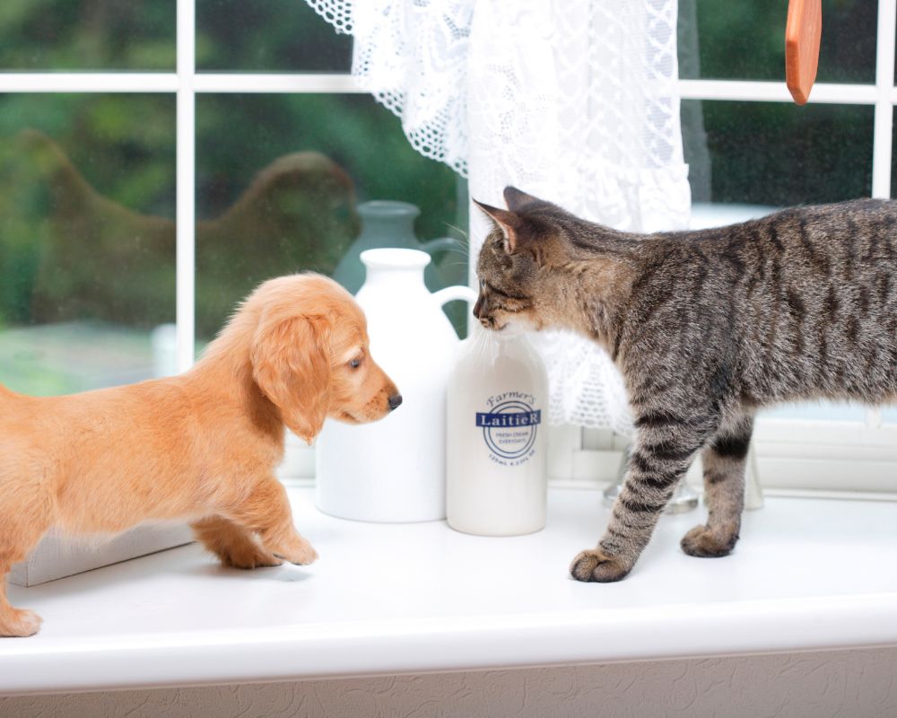 A puppy and kitten on the table