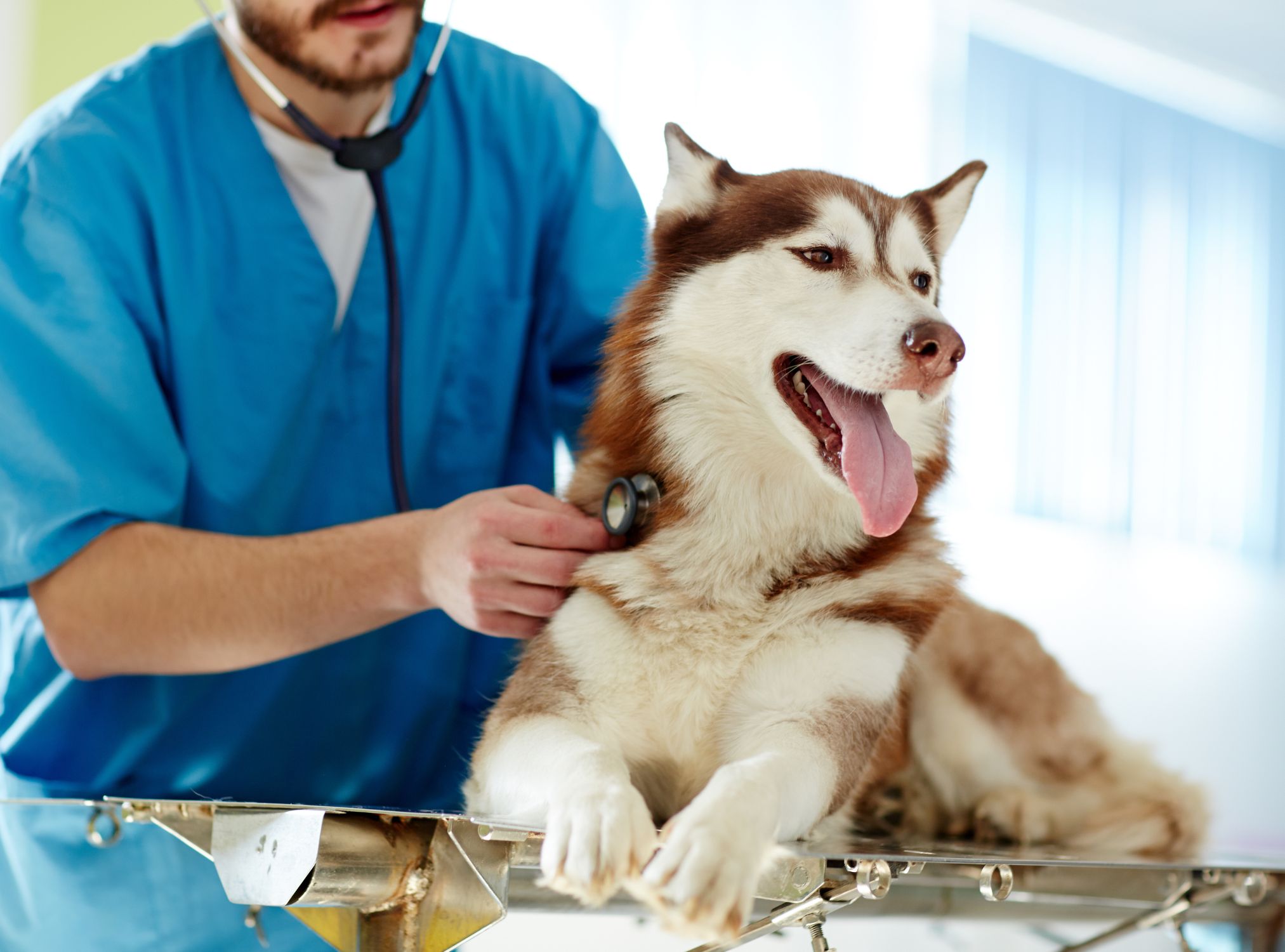 A vet examining a dog