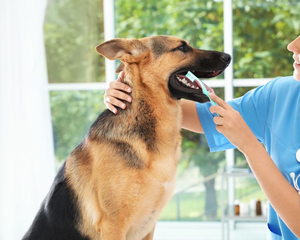 A vet is brushing dog's teeth