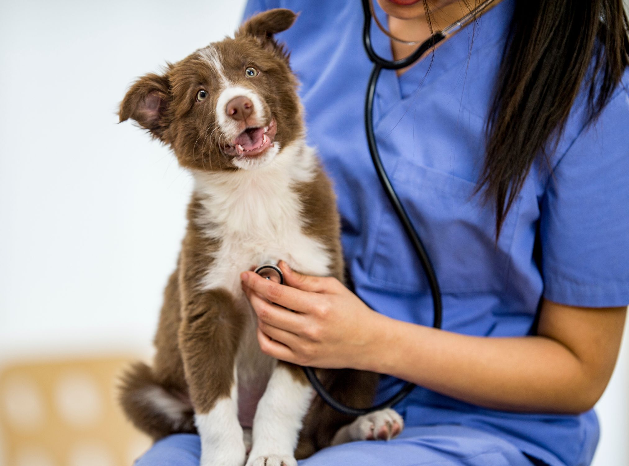 A vet is examining a dog