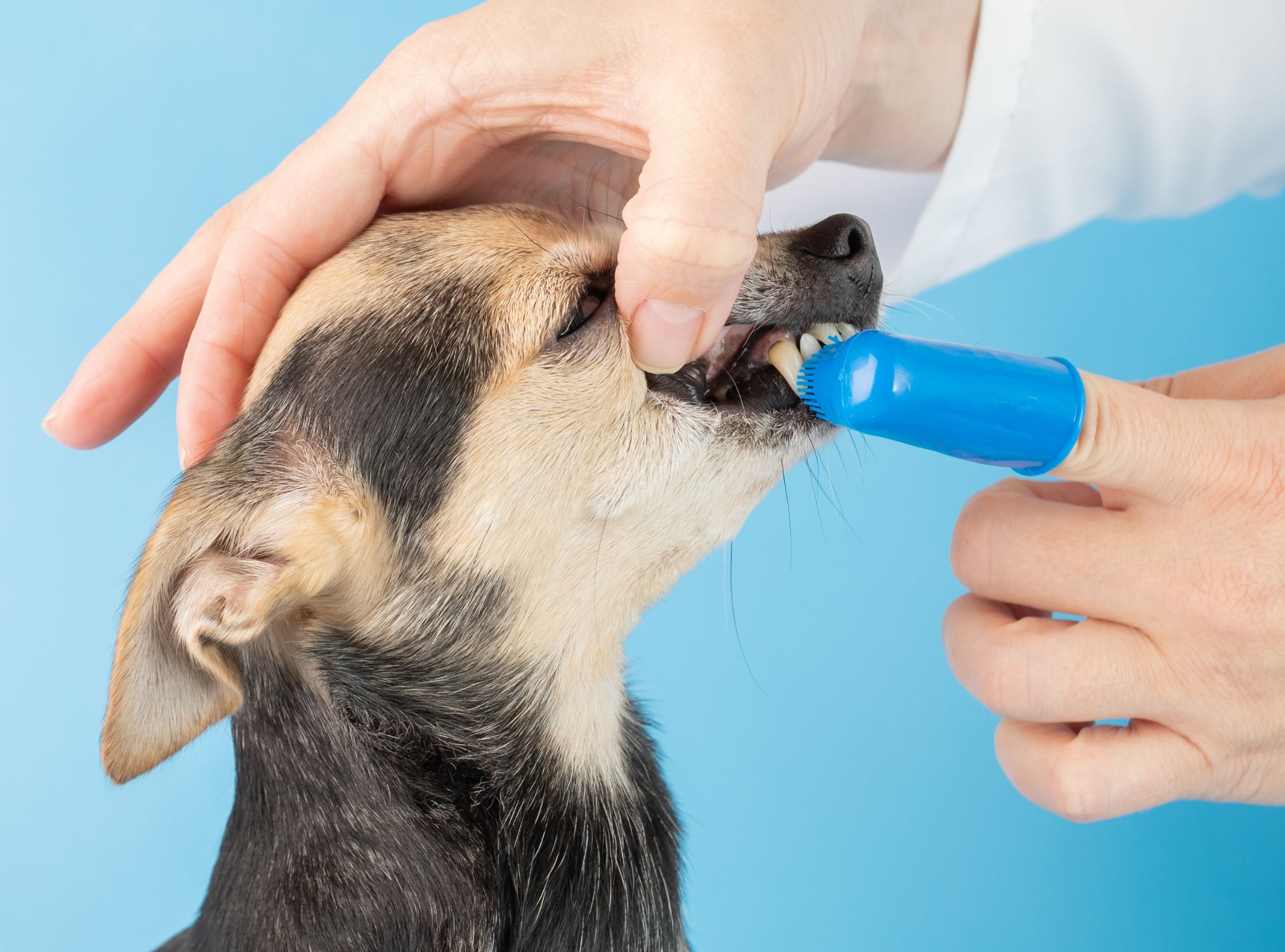 A veterinarian is brushing dog's teeth