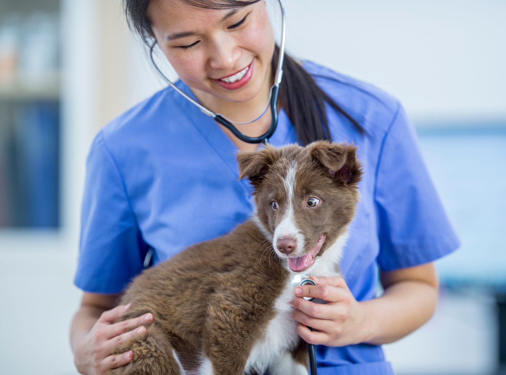 A veterinarian is examining a dog