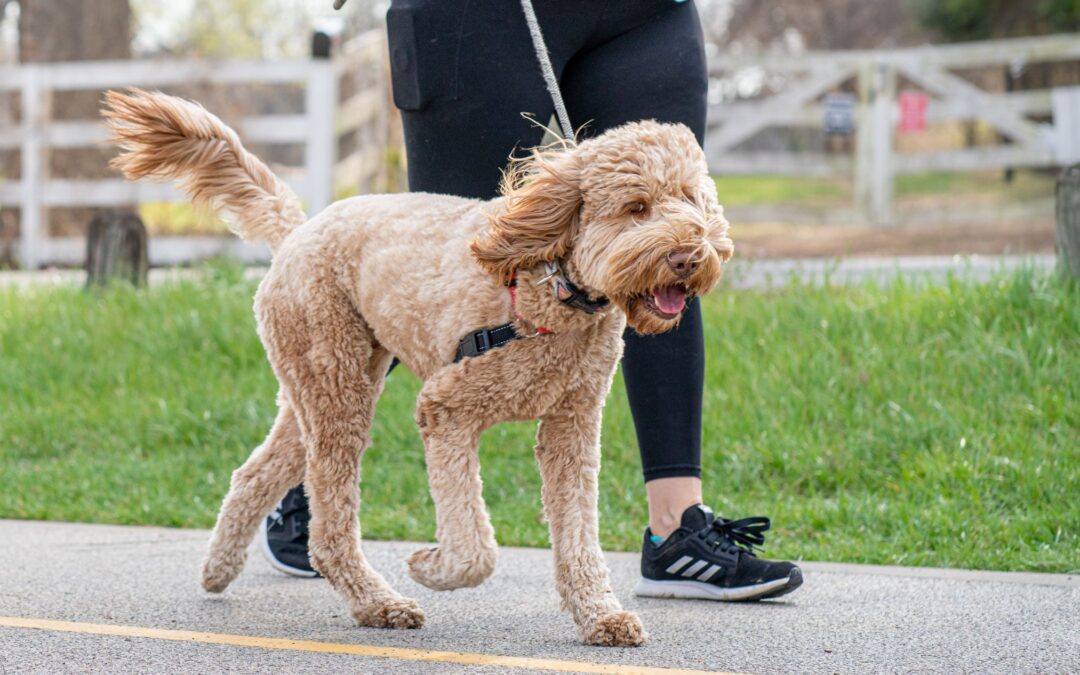 A woman is walking with her dog