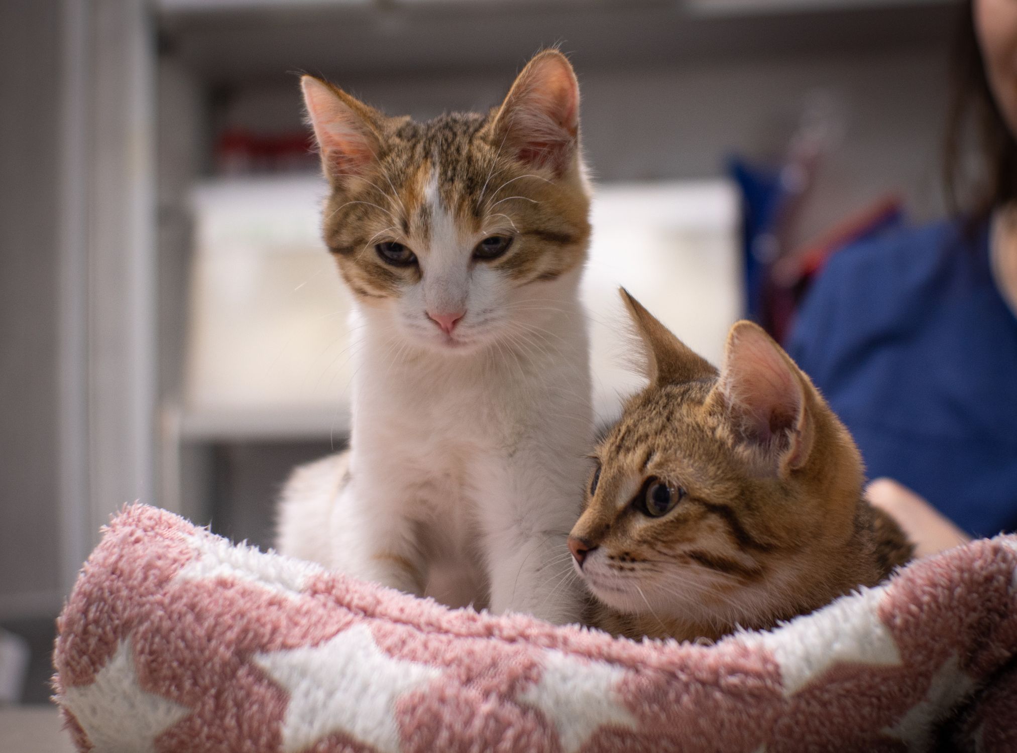 Two cats are lying on the blanket